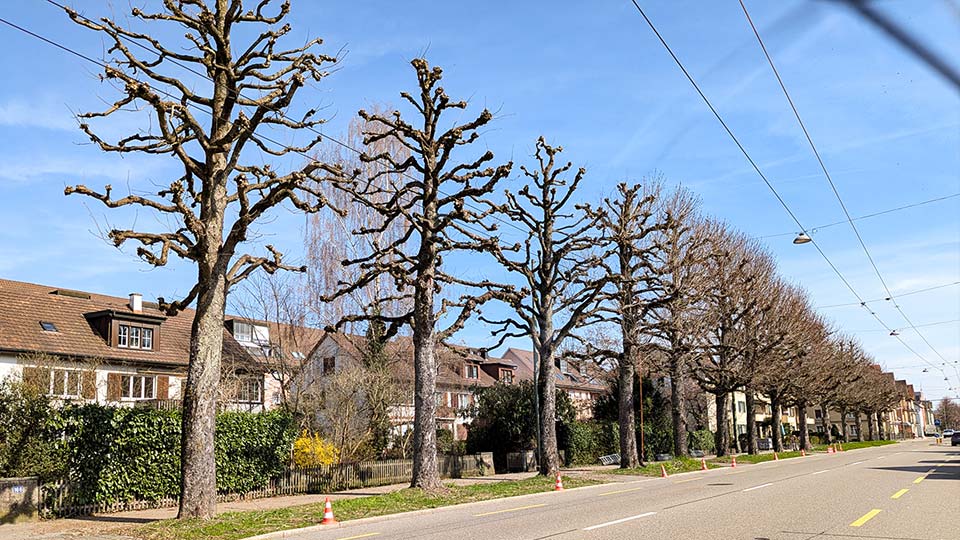 Kastanienallee Winterthur