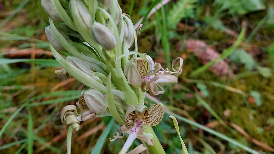 Eine Orchidee (Knabenkraut) unter einer Föhre